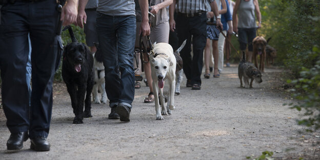 Hunde an der Leine. Hunde an der Leine.