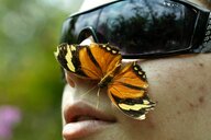 Ein Schmetterling auf dem Gesicht einer Person