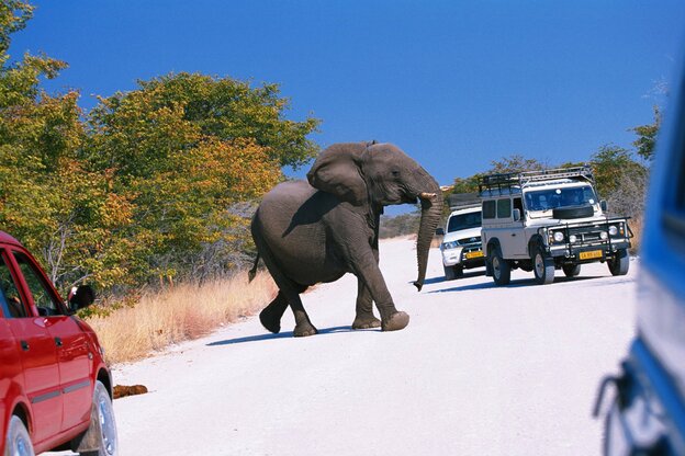 Ein Elefant zwischen Safari-Fahrzeugen