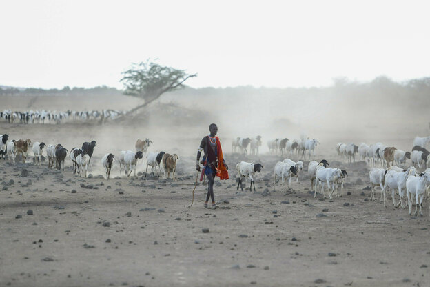 Eine Person läuft mit einer Herde durch eine trockene Landschaft