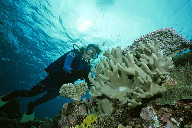 Eine Person taucht an einem Korallenriff