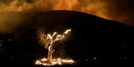Ein brennender Baum bei Nacht, der Himmel ist von den vielen Waldbränden erleuchtet