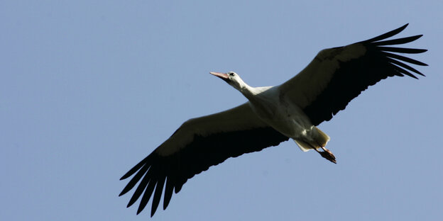 Ein Storch fliegt vor blauem Himmel. Ein Storch fliegt vor blauem Himmel.