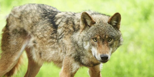 Wolf Wolf