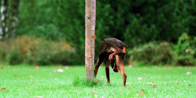Hund pinkelt Hund pinkelt
