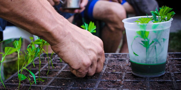 Hände, die Setzlinge von Cannabispflanzen in die Erde stecken Hände, die Setzlinge von Cannabispflanzen in die Erde stecken