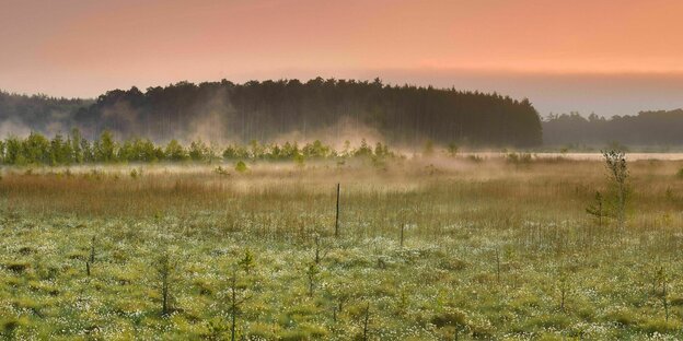 Sonnenaufgang über dem Moor, leichter Nebel über der Wiese, im Hintergrund Wald