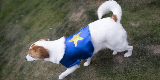 Ein Terrier mit Leibchen aus einer Europaflagge