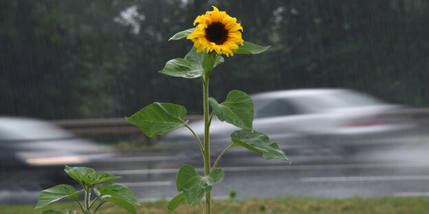 Eine Sonnenblume an einer Straße Eine Sonnenblume an einer Straße