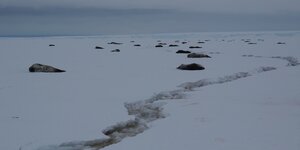 Weddellrobben liegen in der Nähe eines Risses im Eis an der Ostküste des Weddellmeeres