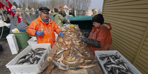 Zwei Menschen sortieren Fische Zwei Menschen sortieren Fische