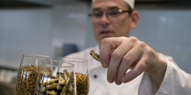 Koch mit Insekten Koch mit Insekten