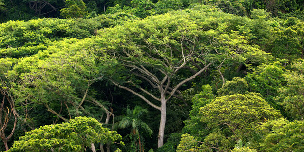 Regenwald im Bundesstaat Sao Paolo Regenwald im Bundesstaat Sao Paolo