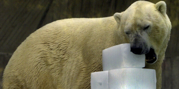 A polar bear appears to be licking an ice cube