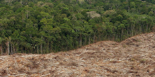 abgeholzter Regenwald in Brasilien abgeholzter Regenwald in Brasilien