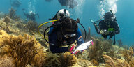 mehre Taucher untersuchen ein Korallenriff, in der Mitte hält ein Taucher ein Klemmbrett