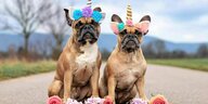 Nettes Paar: sitzende französische Bulldoggen mit Einhornkostüm Stirnbänder mit Blumen gekleidet