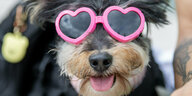 Ein Hund trägt eine rosa Herzchen-Sonnenbrille