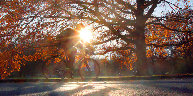 Ein Radfahrer fährt bei strahlendem Sonnenschein an einem herbstlich gefärbten Laubbaum vorbei