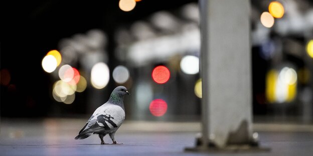 A pigeon on a train platform at night