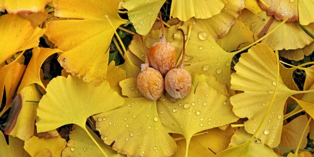 Leaves and ripe fruits of the gingko tree