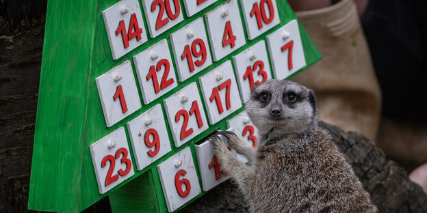 Ein Erdmännchem im Londoner Zoo öffnet ein Adventskalendertürchen