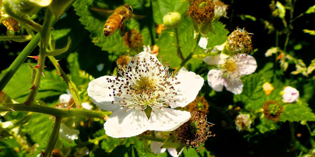 Eine Honigbiene fliegt auf eine Brombeerblüte zu. Eine Honigbiene fliegt auf eine Brombeerblüte zu.