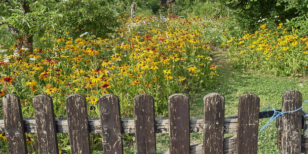A fence in front of an orchard garden