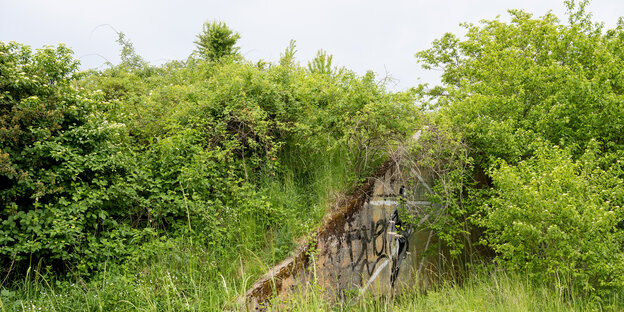 Entrance to an overgrown bunker at a former US military site in Rheinhessen.