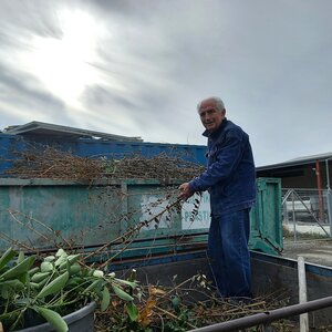 An elderly man with garden waste in the back of a truck