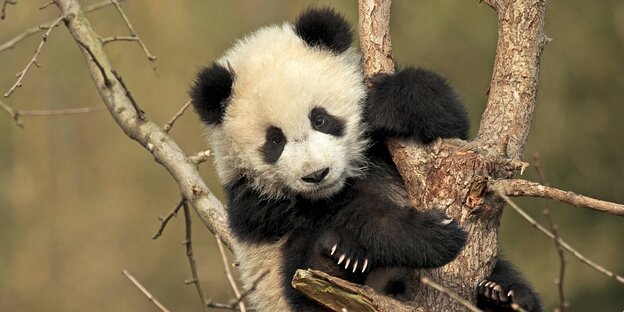 A panda cub hangs from a tree