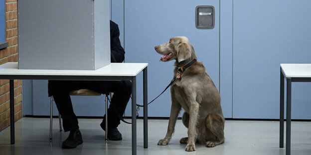 Ballot box, voter and dog