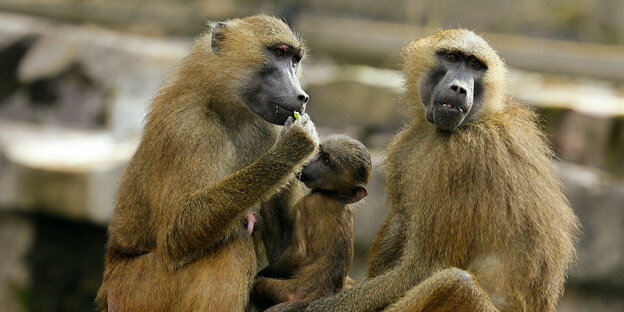Two baboons sit with a mini baboon in their enclosure at Nuremberg Zoo and look thoughtfully at the area