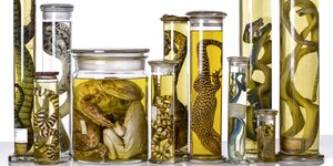 Verschiedene Amphipien und Reptilien liegen in mit Alkohol gefüllten Gläsern