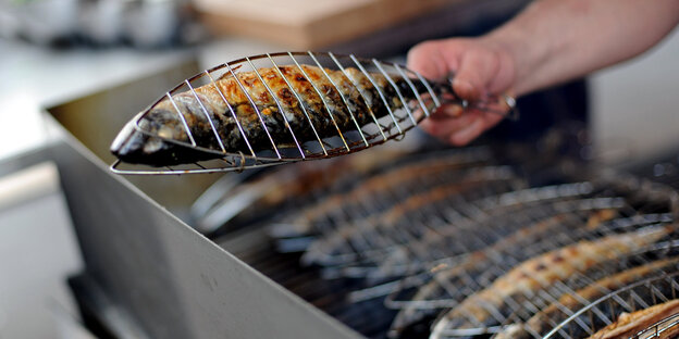 Makrelen auf dem Grill