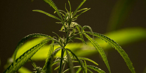 Closeup of a cannabis plant