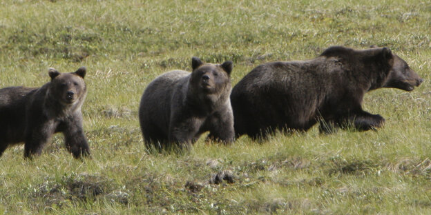 Drei Grizzlybären laufen über eine Wiese Drei Grizzlybären laufen über eine Wiese