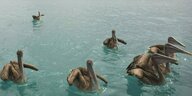 Pelikane vor der Küste der Galagos-Inseln