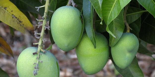 Green mango fruits hang on a tree