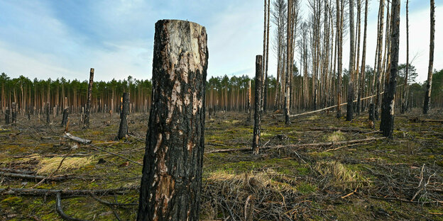 Verbrannte Bäume auf einer Waldbrandfläche aus dem Jahr 2022 nahe Beelitz