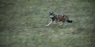 Ein wilder Wolf läuft schnell auf einer Wiese.
