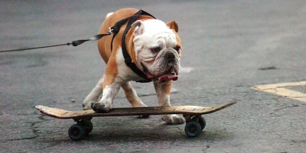 Ein Hund auf einem Skateboard Ein Hund auf einem Skateboard