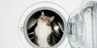 Eine Katze in einer Waschmaschine.