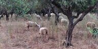 Schafe in einem Olivenhain