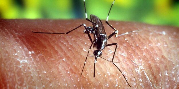Eine Stechmücke Anopheles quadrimaculatus, die Malaria übertragen kann, auf der menschlichen Haut Eine Stechmücke Anopheles quadrimaculatus, die Malaria übertragen kann, auf der menschlichen Haut