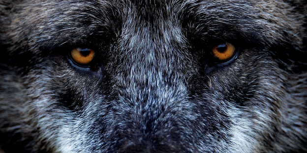 Die Augen eines Wolfes in Nahaufnahme Die Augen eines Wolfes in Nahaufnahme