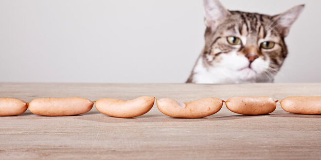 Wurstkette mit Katze Wurstkette mit Katze
