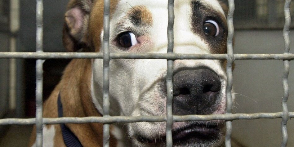 Peiner Tierheim macht dicht Kein Platz für gefährliche Hunde taz.de