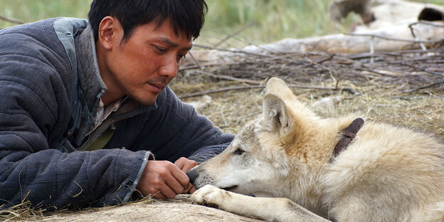 Shaofeng Feng als Chen Zhen spielt in einer Szene des Kinofilms „Der letzte Wolf“ mit einem Wolf. Shaofeng Feng als Chen Zhen spielt in einer Szene des Kinofilms „Der letzte Wolf“ mit einem Wolf.