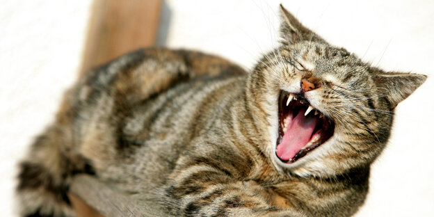 Gähnende Katze Gähnende Katze